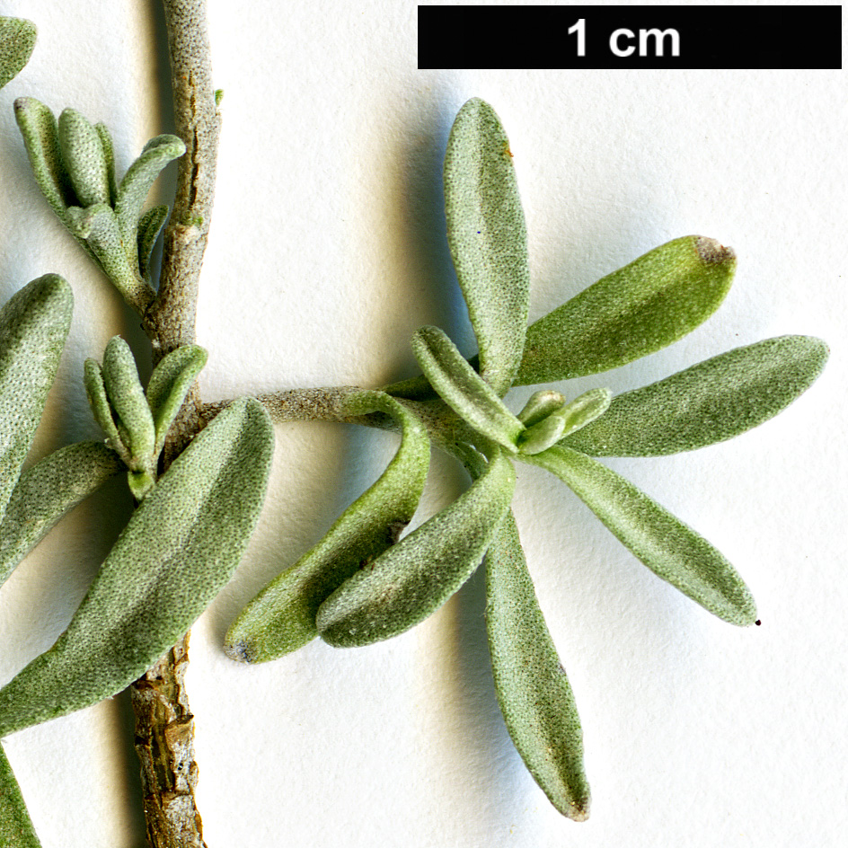 High resolution image: Family: Boraginaceae - Genus: Hormathophylla - Taxon: saxigena 